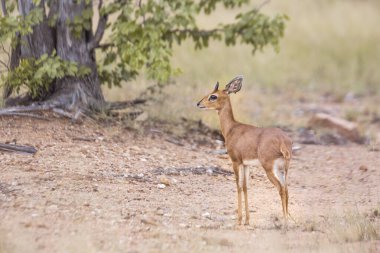 Güney Afrika Kruger Ulusal Parkı 'nda alarmda olan Steenbok Bovidae ailesinden Specie Raphicerus Campestris