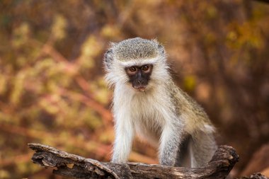 Güney Afrika Kruger Ulusal Parkı 'nda doğal geçmişi olan sevimli genç bir Vervet maymunu Cercopithecidae familyasından Specie Chlorocebus pygerythrus.