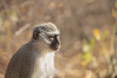 Güney Afrika 'daki Kruger Ulusal Parkı' nda bulanık doğal geçmişi olan maymun portresi; Cercopithecidae ailesinden Specie Chlorocebus pygerythrus