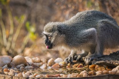 Güney Afrika Kruger Ulusal Parkı 'ndaki su birikintisinde duran vervet maymunu Cercopithecidae familyasından Specie Chlorocebus pygerythrus.