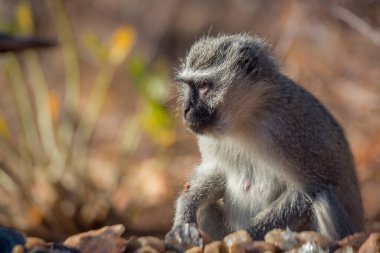 Güney Afrika 'daki Kruger Ulusal Parkı' nda doğal geçmişi olan maymun portresi; Cercopithecidae familyasından Specie Chlorocebus pygerythrus