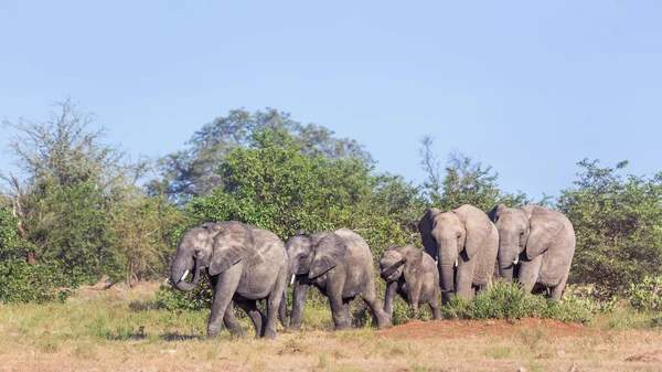 Petit Groupe Éléphants Brousse Afrique Marchant Dans Savane Dans Parc — Photo