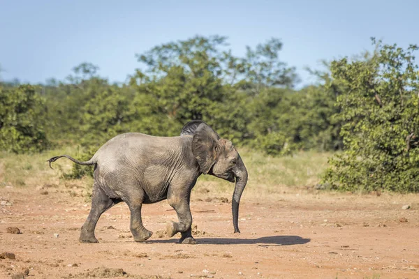 Jovem Elefante Mato Africano Correndo Savana Parque Nacional Kruger África — Fotografia de Stock