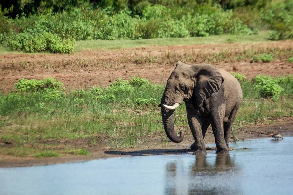 南アフリカのクルーガー国立公園の湖でアフリカのブッシュゾウを飲む 種Loxodontaアフリカゾウ科 — ストック写真