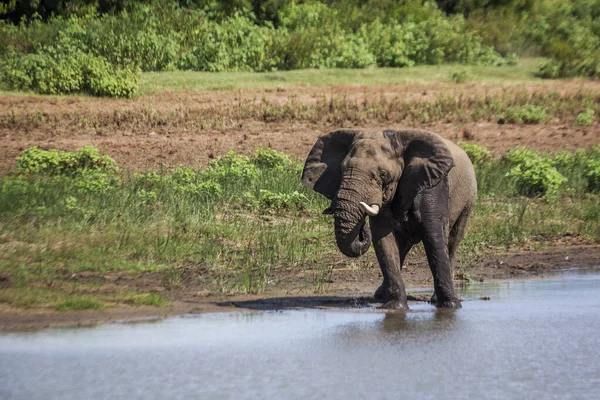 Afrikaanse Bosolifant Drinken Een Meer Kruger National Park Zuid Afrika — Stockfoto