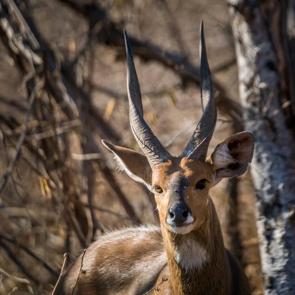 Cape Bushbuck Fenséges Szarvú Férfi Portré Kruger Nemzeti Parkban Dél — Stock Fotó