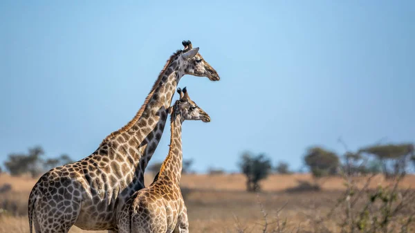 Jirafa Madre Uniendo Ternero Parque Nacional Kruger Sudáfrica Especie Jirafa — Foto de Stock