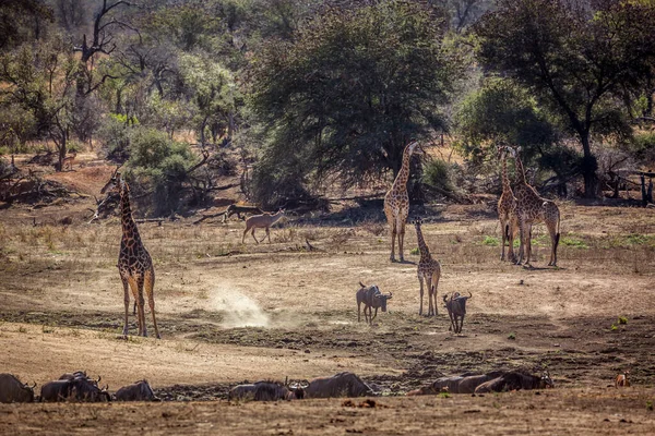 Grupa Żyraf Spacerujących Korycie Rzeki Parku Narodowym Kruger Republika Południowej — Zdjęcie stockowe