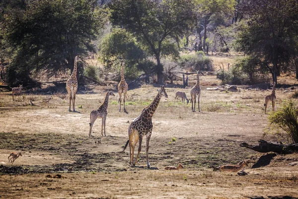 Giraffengruppe Flussbett Des Kruger Nationalparks Südafrika Giraffenfamilie Der Giraffenfamilie — Stockfoto