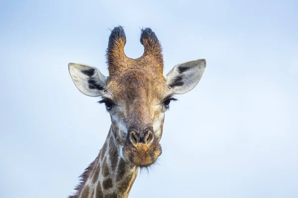 Giraffenporträt Isoliert Blauem Himmel Kruger Nationalpark Südafrika Giraffenfamilie Camelopardalis Von — Stockfoto