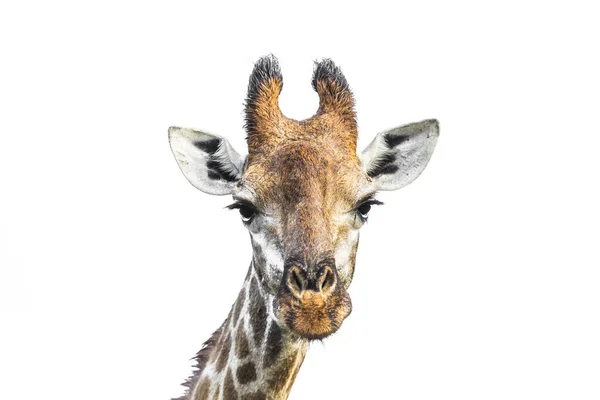 Giraffenporträt Isoliert Vor Weißem Hintergrund Kruger Nationalpark Südafrika Giraffenfamilie Camelopardalis — Stockfoto