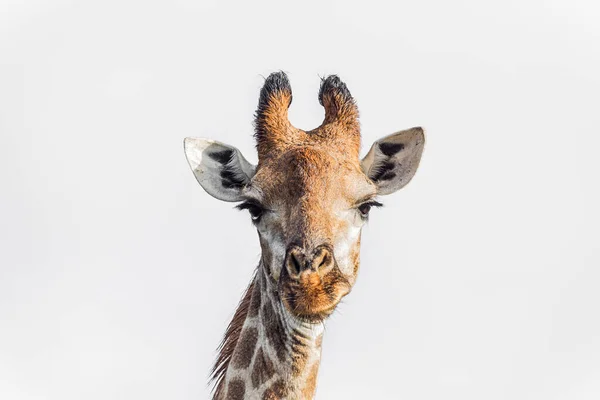 Girafa Vista Frontal Retrato Isolado Fundo Branco Parque Nacional Kruger — Fotografia de Stock