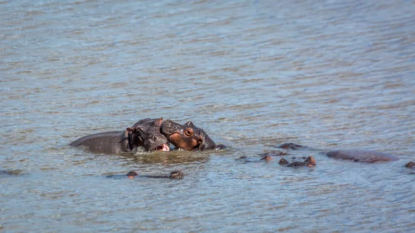 Hippopotamus Jugando Con Cachorro Parque Nacional Kruger Sudáfrica Especie Hippopotamus — Foto de Stock