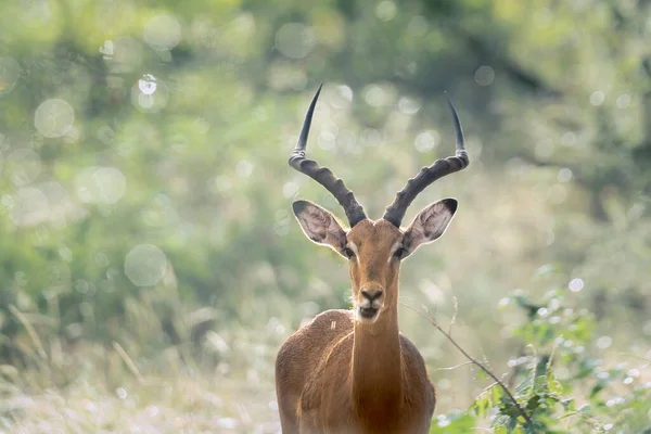 Wspólny Rogaty Samiec Impala Podświetlanym Naturalnym Tłem Parku Narodowym Kruger — Zdjęcie stockowe