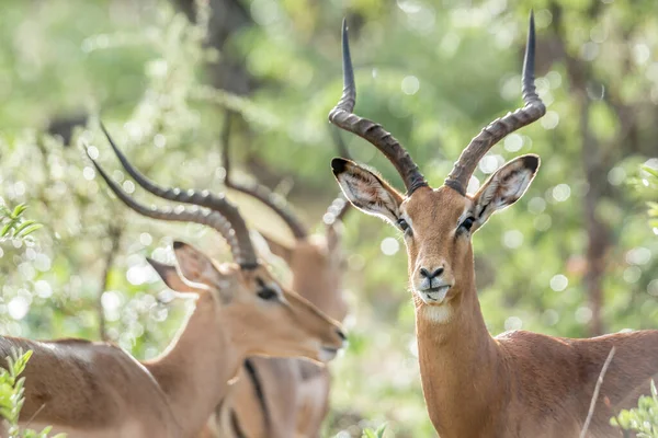 Común Impala Macho Con Cuernos Con Fondo Natural Retroiluminado Parque —  Fotos de Stock