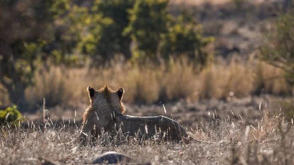 Güney Afrika Daki Kruger Ulusal Parkı Nda Arka Planda Yatan — Stok fotoğraf