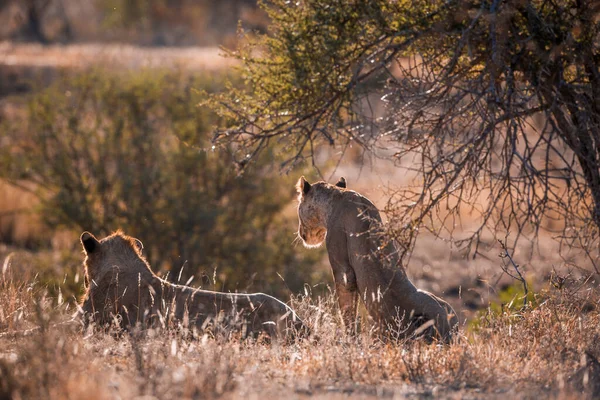 Dois Leões Africanos Deitados Backlit Parque Nacional Kruger África Sul — Fotografia de Stock