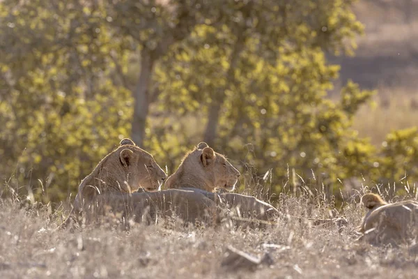 Dos Leonas Africanas Acostadas Retroiluminación Parque Nacional Kruger Sudáfrica Especie — Foto de Stock