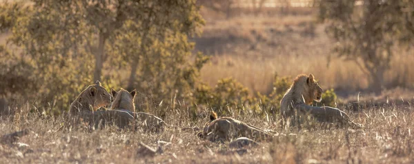 Orgulho Leão Africano Deitado Grama Iluminada Parque Nacional Kruger África — Fotografia de Stock