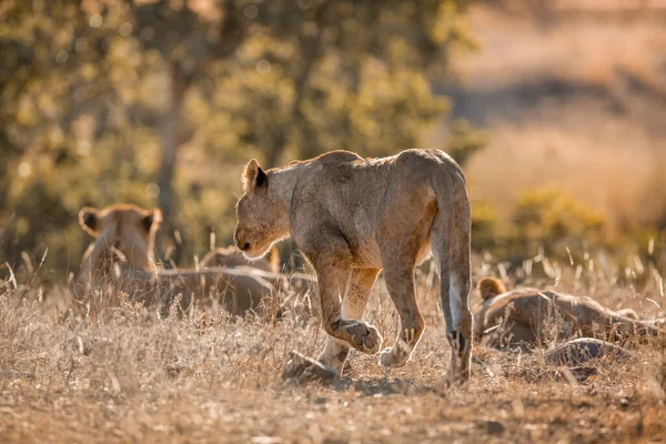 Leão Africano Jovem Caminhando Meio Orgulho Parque Nacional Kruger África — Fotografia de Stock
