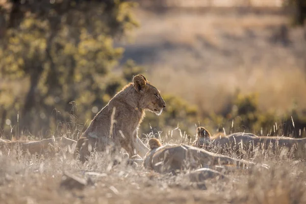 Νεαρό Αφρικανικό Λιοντάρι Κάθεται Στη Μέση Της Υπερηφάνειας Στο Εθνικό — Φωτογραφία Αρχείου