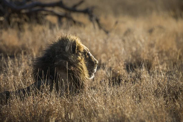 Majestueuze Afrikaanse Leeuw Mannelijke Zwarte Manen Liggend Gras Kruger National — Stockfoto