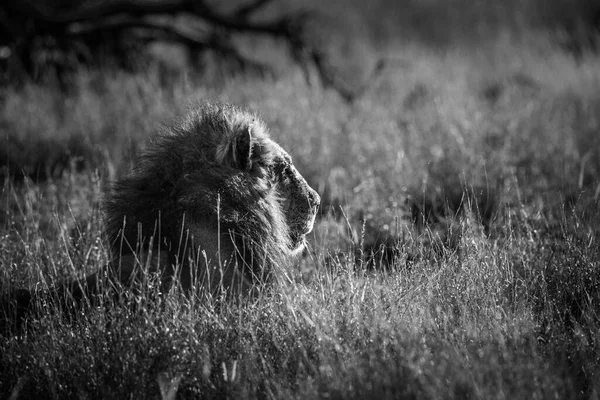 Maestoso Leone Africano Maschio Criniera Nera Sdraiato Erba Nel Parco — Foto Stock