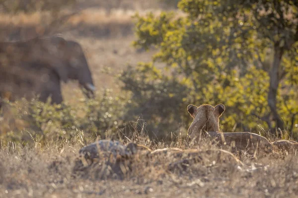 Leão Africano Observando Elefante Caminhando Perto Parque Nacional Kruger África — Fotografia de Stock