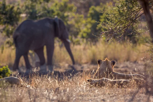 Leão Africano Observando Elefante Caminhando Perto Parque Nacional Kruger África — Fotografia de Stock