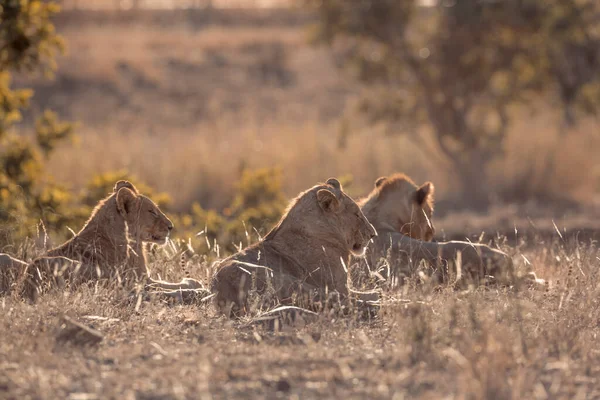 Orgulho Leão Africano Deitado Grama Iluminada Parque Nacional Kruger África — Fotografia de Stock