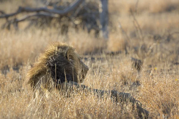 Majestic African Lion Male Black Mane Lying Grass Kruger National — Fotografia de Stock