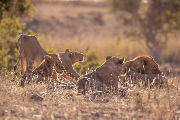 Υπερηφάνεια Των Αφρικανικών Λιονταριών Ξυπνάει Στο Kruger National Park Νότια — Φωτογραφία Αρχείου