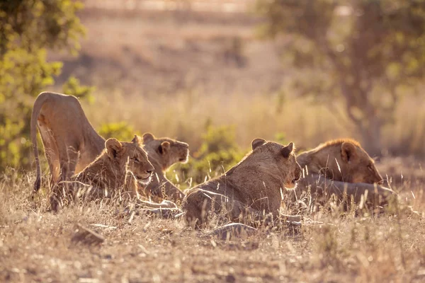 南アフリカのクルーガー国立公園で目を覚ますアフリカのライオンの誇り フェレイデスの種パンテラレオ家族 — ストック写真