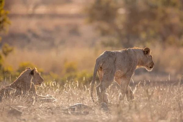 Leone Africano Che Cammina Nella Savana Retroilluminata Nel Parco Nazionale — Foto Stock