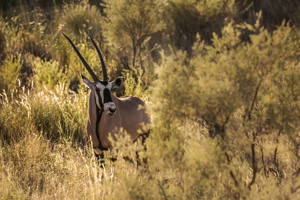 South African Oryx Grass Backlit Morning Light Kgalagari Transfrontier Park — Stock Photo, Image