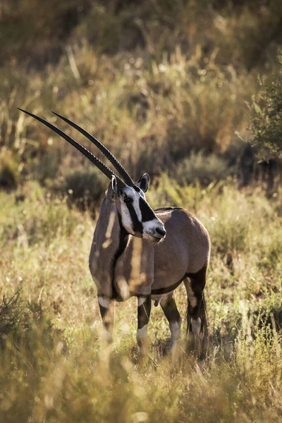 Oryx Sul Africano Grama Retroiluminada Luz Manhã Parque Transfronteiriço Kgalagari — Fotografia de Stock