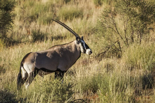 Dél Afrikai Oryx Reggeli Fényben Dél Afrikai Kgalagari Határokon Átnyúló — Stock Fotó