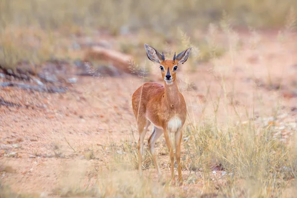 Steenbok Alerta Vista Frontal Parque Nacional Kruger África Sul Espécie — Fotografia de Stock