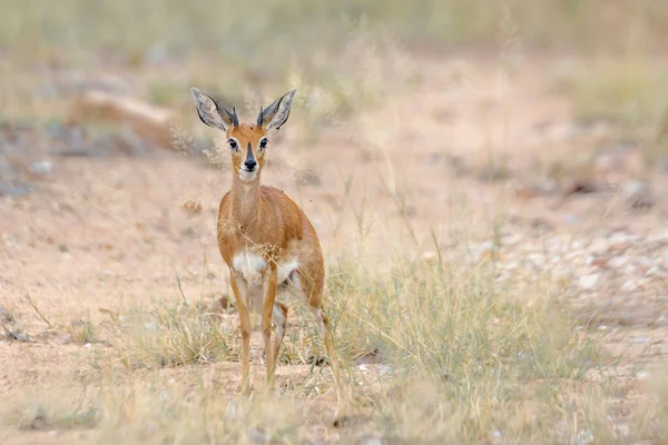 Steenbok Alert Frontzicht Kruger National Park Zuid Afrika Soort Raphicerus — Stockfoto