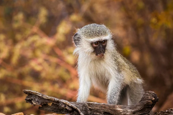 Leuke Jonge Vervet Aap Met Natuurlijke Achtergrond Kruger National Park — Stockfoto