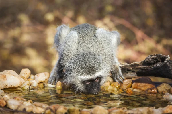 Vervet Monkey Drinking Waterhole Kruger National Park África Sul Specie — Fotografia de Stock