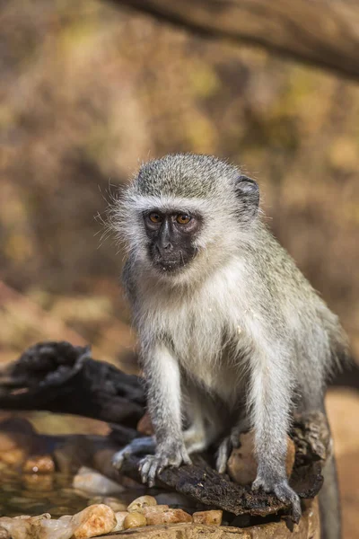 Leuke Jonge Vervet Aap Met Natuurlijke Achtergrond Kruger National Park — Stockfoto