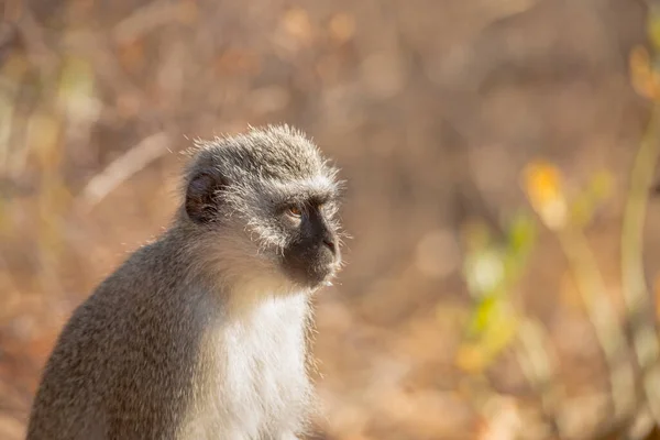 Vervet Monkey Portrait Blur Natural Background Kruger National Park África — Fotografia de Stock