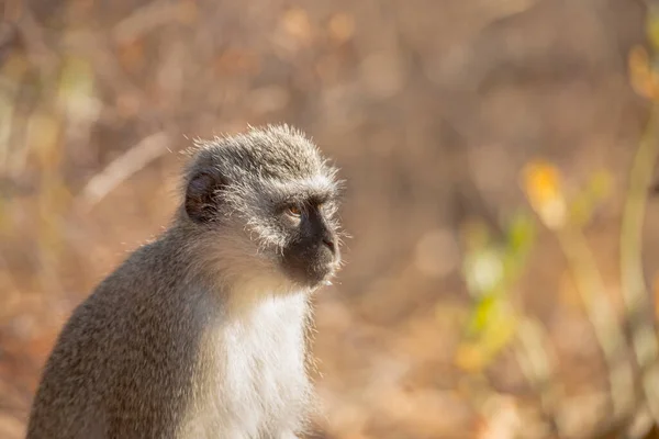 Vervet Apenportret Met Wazige Natuurlijke Achtergrond Kruger National Park Zuid — Stockfoto