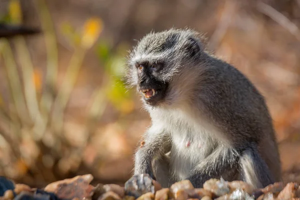 Vervet Monkey Portrait Mouth Open Natural Background Kruger National Park — Fotografia de Stock