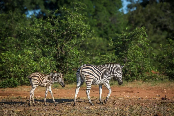 南アフリカのクルーガー国立公園のサバンナを歩く平原ゼブラの母親と赤ちゃん Equidaeの種Equus Quagga Burchelli家族 — ストック写真