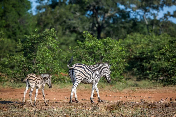 Plains Zebra Mother Baby Walking Savanah Kruger National Park Dél — Stock Fotó