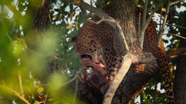 Leopardo Comiendo Una Presa Árbol Parque Nacional Kruger Sudáfrica Especie — Vídeos de Stock