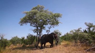 Afrika çalı fili Güney Afrika 'daki Kruger Ulusal Parkı' ndaki savanada yemek yiyor; Specie Loxodonta africana fil familyasından