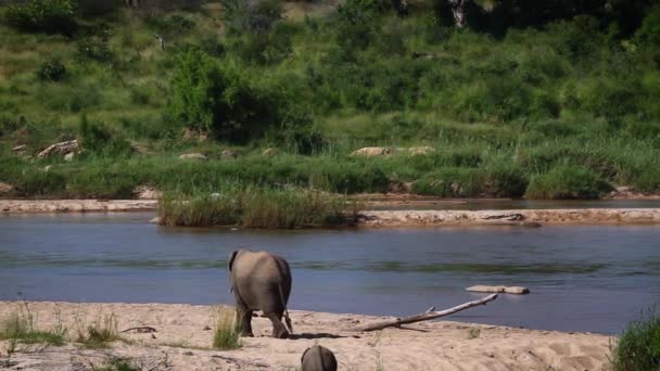 Африканский Слон Идущий Реке Выпить Национальном Парке Крюгера Южная Африка — стоковое видео